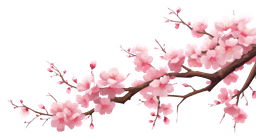 Cherry blossom branch